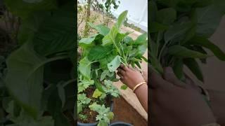 Thota koora #amaranth #gardening #terracegarden #youtubeshorts #trending #organic #harvest #viral