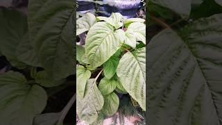 Callaloo/Amaranth in Container  #youtubeshorts #short #farming #food #home #viral #kitchen #diy