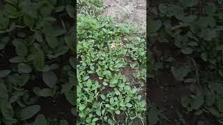 green amaranth चोलाईamaranth#youtubeshorts#homegardening #orgenic