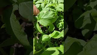 Harvesting #amaranth