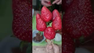 Клубника в шоколаде/Strawberries in chocolate/Shokoladli qulupnay  #food #cooking #recipe #chocolate