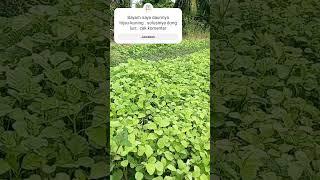 Solusi Daun Bayam Menguning #pertanian #sayur #bayam #pupuk