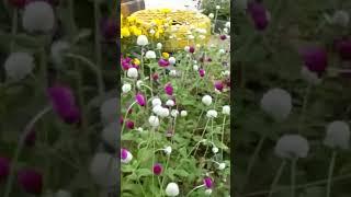 Globe #Amaranth