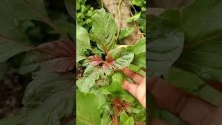 two mixed colour amaranth in our garden #latest #viral #leafyvegitables #organicfarming #greenhome