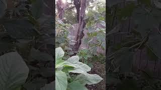 Cleaning up the soil in this section of the garden with plants.