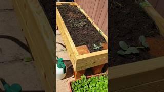 Spinach, Red Amaranth & other plants growing nicely in our DIY Planters