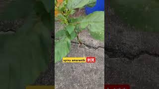 spiny amaranth,刺莧 #garden #nature #plants #farming #funny