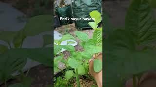 Petik sayur bayam #sayur #bayam