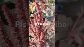 Lal Bhaji /Amaranth  seeds not to buy again /बीज दोबारा नहीं खरीदने चाहिए