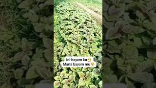 sayuran bayam merah #subscribe #petani #bayam