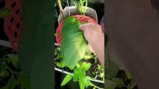 Seneng nya panen bayam masih segar besar besar #videoshort #vidioshorts #berkebun #gardening  #panen