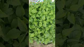 growing green amaranth ( thotakura) in home garden