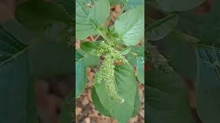 ผักโขมสวน / Amaranthus)