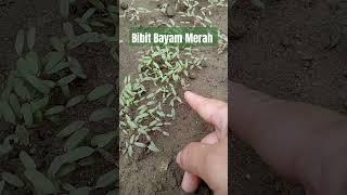 bibit Bayam Merah #bayam #bayammerah #berkebun #petanirumahan