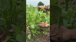 Harvesting green amaranth #gardening #farming #vegetables