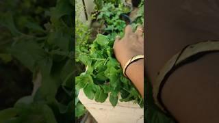 Amaranthus viridis (kodijuttu aku)#gardening #terracegarden #youtubeshorts#trending#organic #harvest