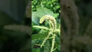 Green Edible Amaranth Flowers #green #amaranth #vegetables #shortvideo