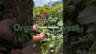 ऑर्गेनिक हार्वेस्टिंग amaranth#plantic #garding #garding #sorts #video