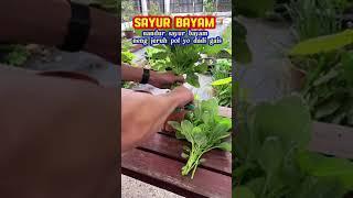 tanam sayur bayam