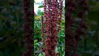 තම්පලා / Amaranth / AMARANTHACEAE