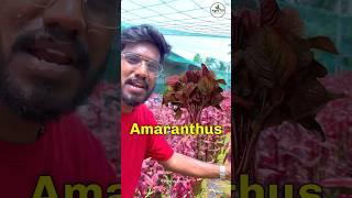 Red Amaranthus ❤️￼| ₹10 | Agrotill | #farming #agriculture #shorts