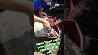 Penyiapan Media untuk penyemaian benih bayam merah dan hijau // little garden