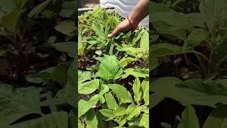 welcome back #music #song #newsong #nature#greenleafvegtable#amaranthus#