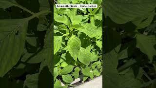 Amaranth Plants in Organic Home Garden USA - Thotakura #shorts #tastysproutschannel