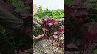 Harvest green and red amaranth #gardening #farming #vegetables