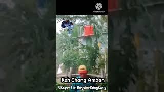 Koh Chang Ambeen Eksportir Bayam-Kangkung Keturunan Tionghoa|@SongkoLingi9215