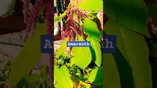 Amaranth #garden