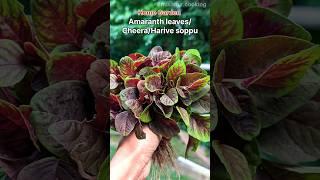 Home garden Amaranth leaves #shorts #youtubeshorts #bhusanurcooking