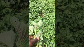 Make a fortune on your kitchen garden with amaranth #farming #kitchengarden #permaculture #animal