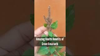 Health Benefits of Green Amaranth