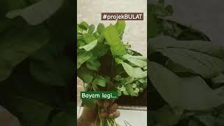 buket Bayam lagi #bayam #sayur #panen #tambulampot #tanaman