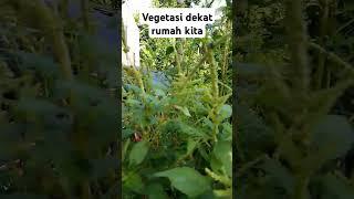 Vegetasi di dekat rumah kita....#madu #itama #kelulut #kelulutitama #trigona #bee #bayam #bungabayam