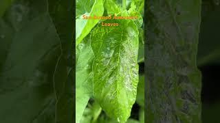 SUN BURNED AMARANTH LEAVES #viral #youtube #shorts #amaranth #leaves #sunburn #thinning