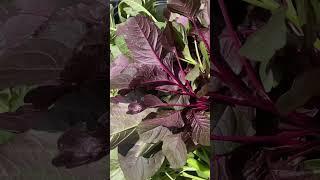 Cooking fresh green and red amaranth