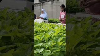 #bayammerah #berkebun #bayam #pertanian #menanamsayur #menanamsayuran #hidroponik