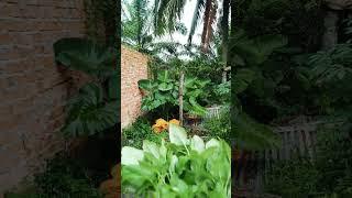 sayur bayam #shortvideo #kebun #sayuranorganik #sayuransegar #sayurbayam