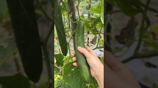 收穫莧菜、黃瓜、瓠瓜#蔬菜#青菜#鄉村菜園 #garden  Harvest amaranth, cucumbers, gourds