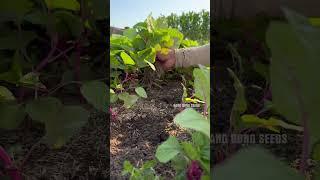 Harvest pink amaranth #gardening