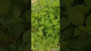 amaranth greens in my garden #garden #freshfromgarden #shorts