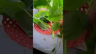 Mau Bikin Sayur Bening Petik dulu Bayam nya di Teras Tanaman #videoshort  #minikebun #gardening